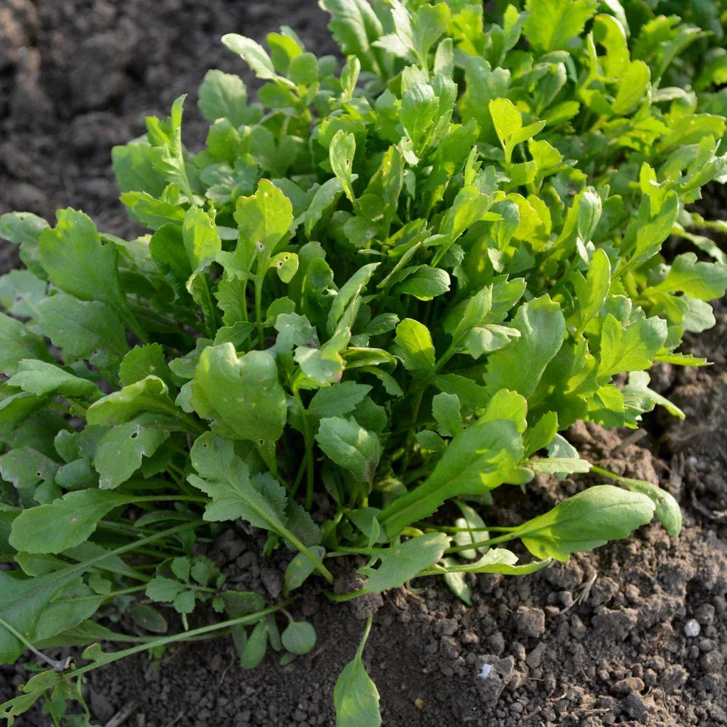 Curled Cress Seeds 1000+ Count Non-GMO Heirloom Lepidium sativum for Indoor and Outdoor Gardening