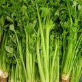 Celery Seeds Non-GMO Heirloom Tall Utah 52-70 Apium graveolens Vegetable Seed Packet