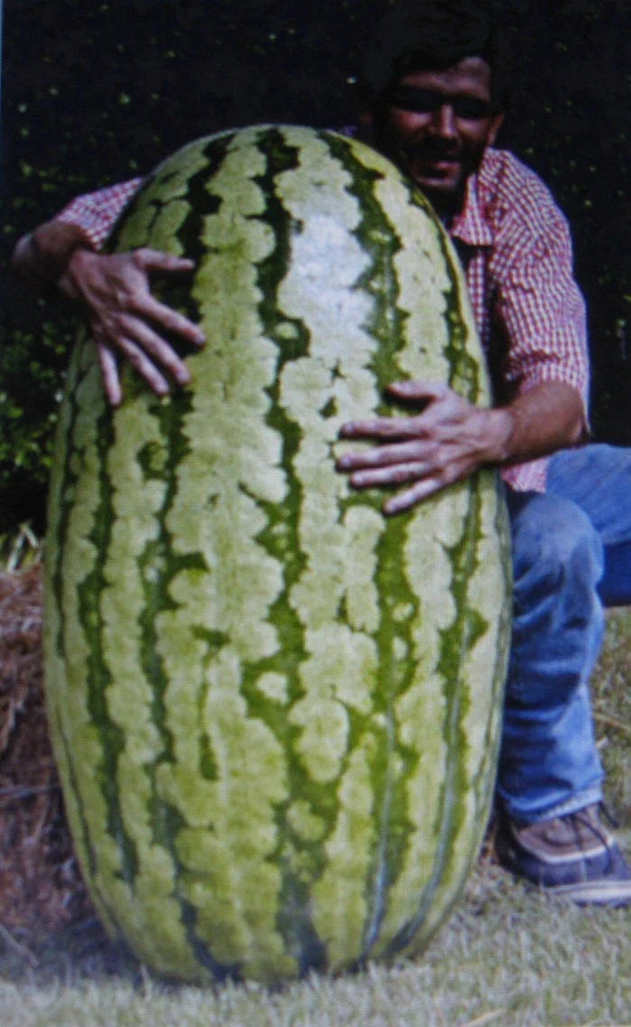 Bulk 50 Competition Watermelon Seeds Hybrid Citrullus lanatus for Gardening & Harvesting