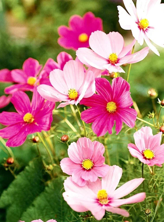 Cosmos Seeds - 200+ Hot Pink & White Mix - Flower Seeds for Garden - Cosmos bipinnatus - Annual, Full Sun