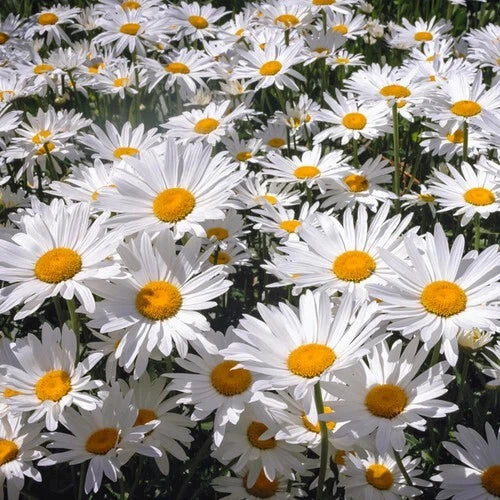 White Painted Daisy Seeds - 200+ Count Perennial Garden Flowers Leucanthemum × superbum, Easy to Grow, Attracts Pollinators