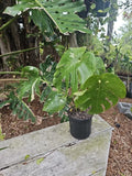 Large Monstera Thai Constellation Live Plant – Variegated Fenestrated Monstera Deliciosa, Indoor Tropical Plant