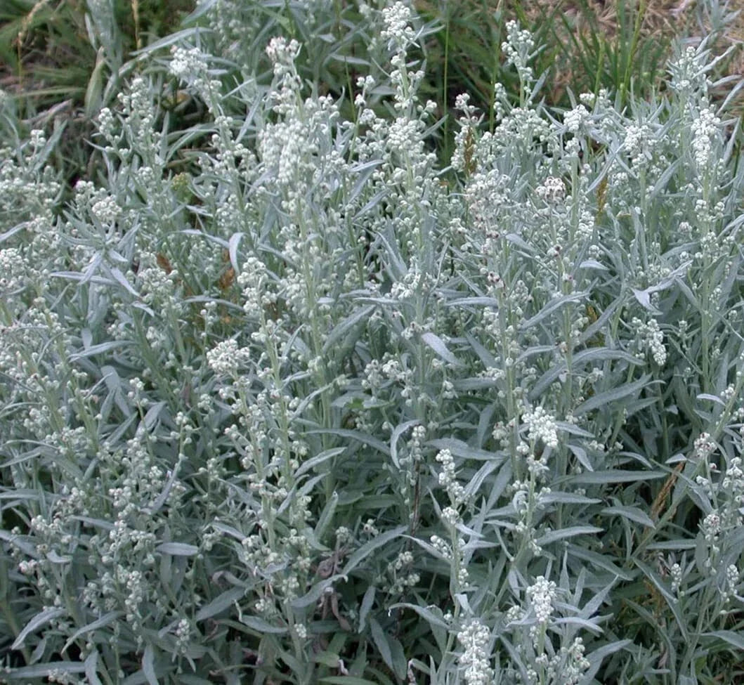 Prairie Sage Seeds - Artemisia ludoviciana - Perennial Herb, Drought-Tolerant, Native Plant, 50 Seeds
