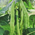 Lu Qing Romano Bean Seeds - Non-GMO Stringless Pole Bean Seeds for 2025 Planting - Phaseolus vulgaris