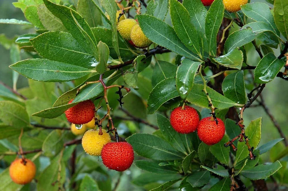 Strawberry Tree Seeds - 50+ Non-GMO Arbutus unedo Seeds for Garden, Landscape, or Container Growing