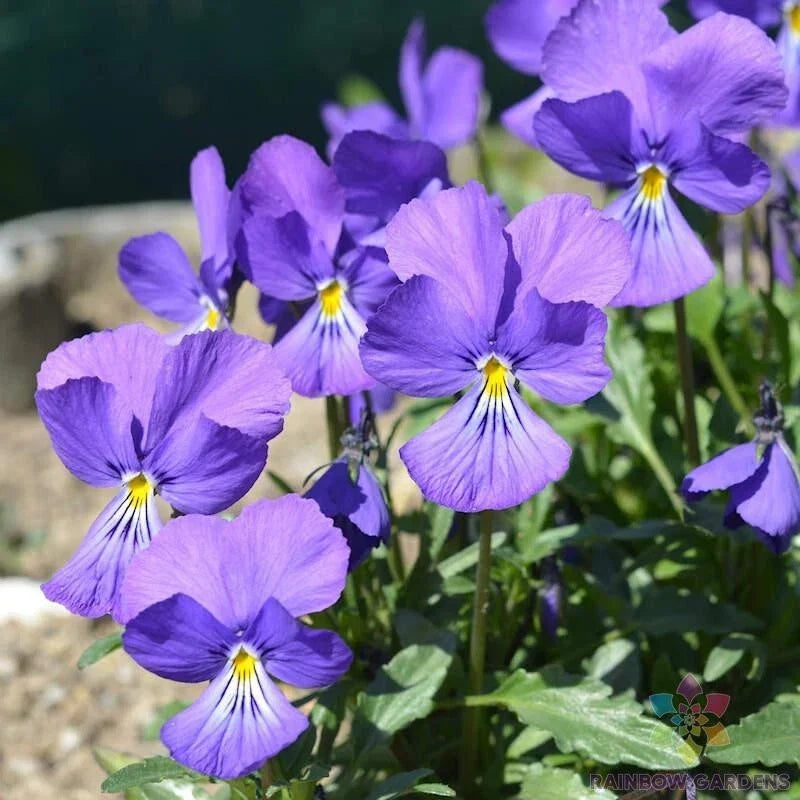 Corsican Violet Pansy Seeds - 200+ Pack Viola for Garden, Containers, Borders, Full Sun to Partial Shade
