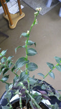 Wandering Jew Cuttings - C. Gentlei Elegans 'Puppy Ears' - Indoor House Plant Clippings