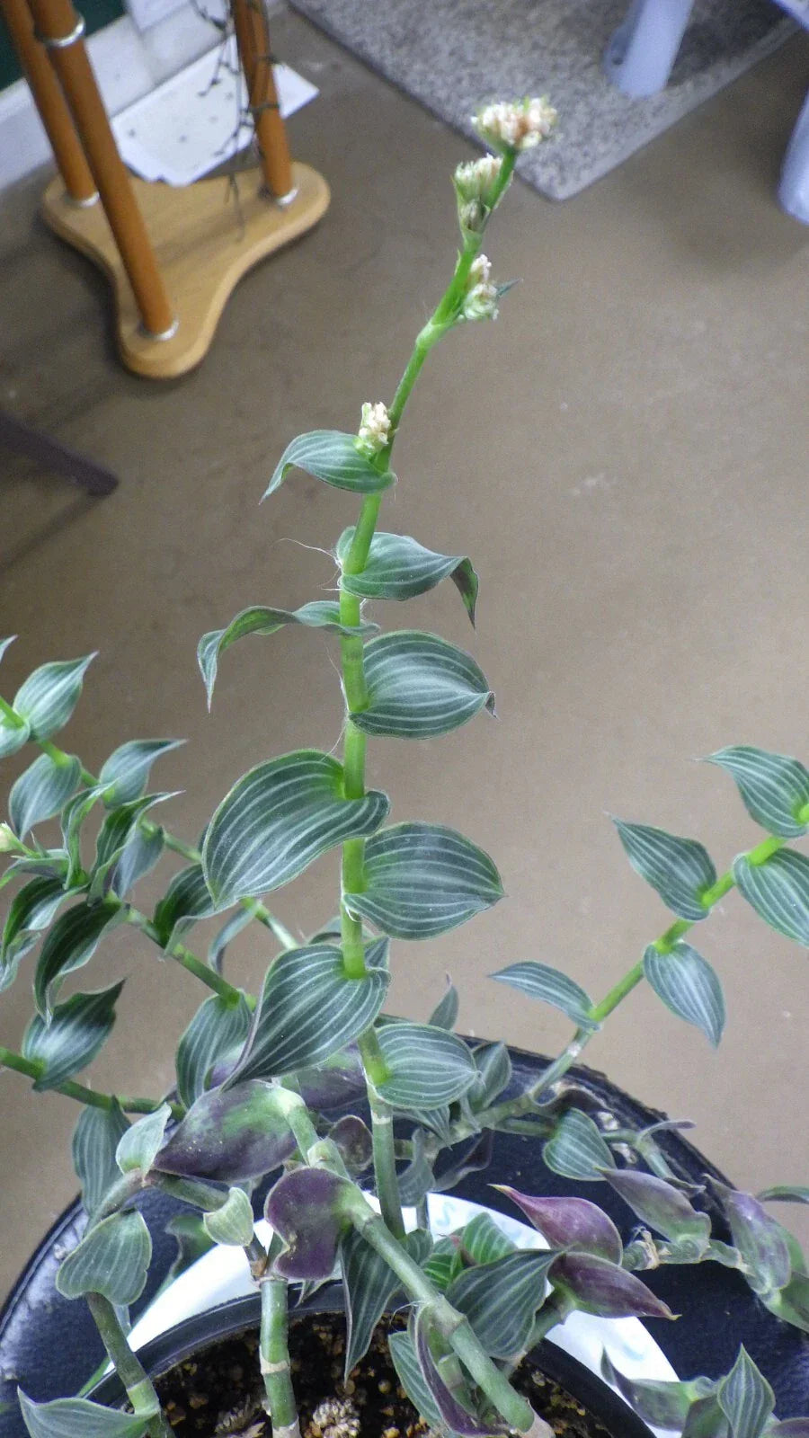 Wandering Jew Cuttings - C. Gentlei Elegans 'Puppy Ears' - Indoor House Plant Clippings