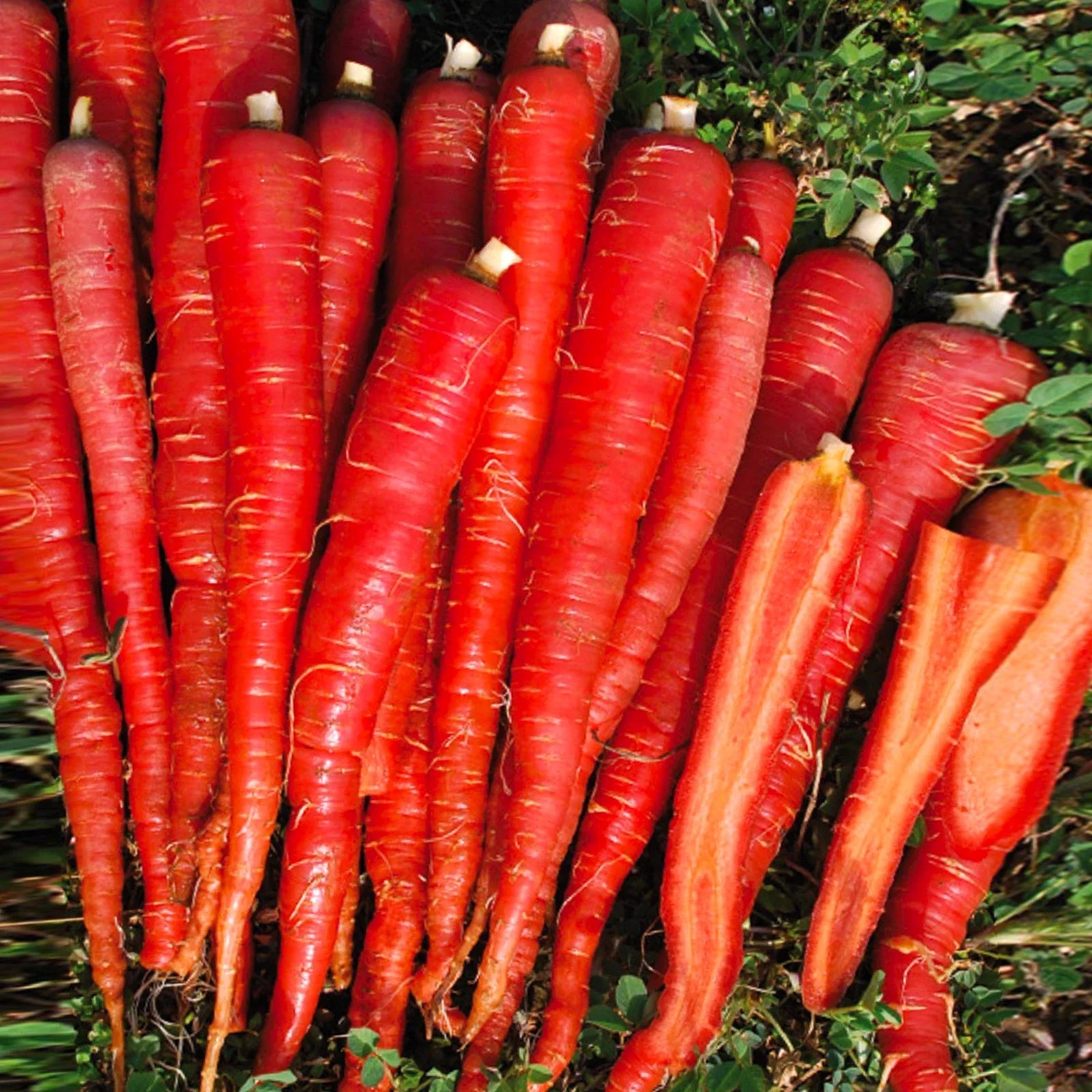 Kintoki Red Carrot Seeds - 2025 Planting, Deep Red Color, Daucus carota, Non-GMO, Full Sun, Container Gardening