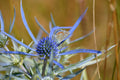 Blue Star Sea Holly Seeds – Eryngium Planum – Drought Tolerant Perennial Seeds for Gardens & Cut Flowers