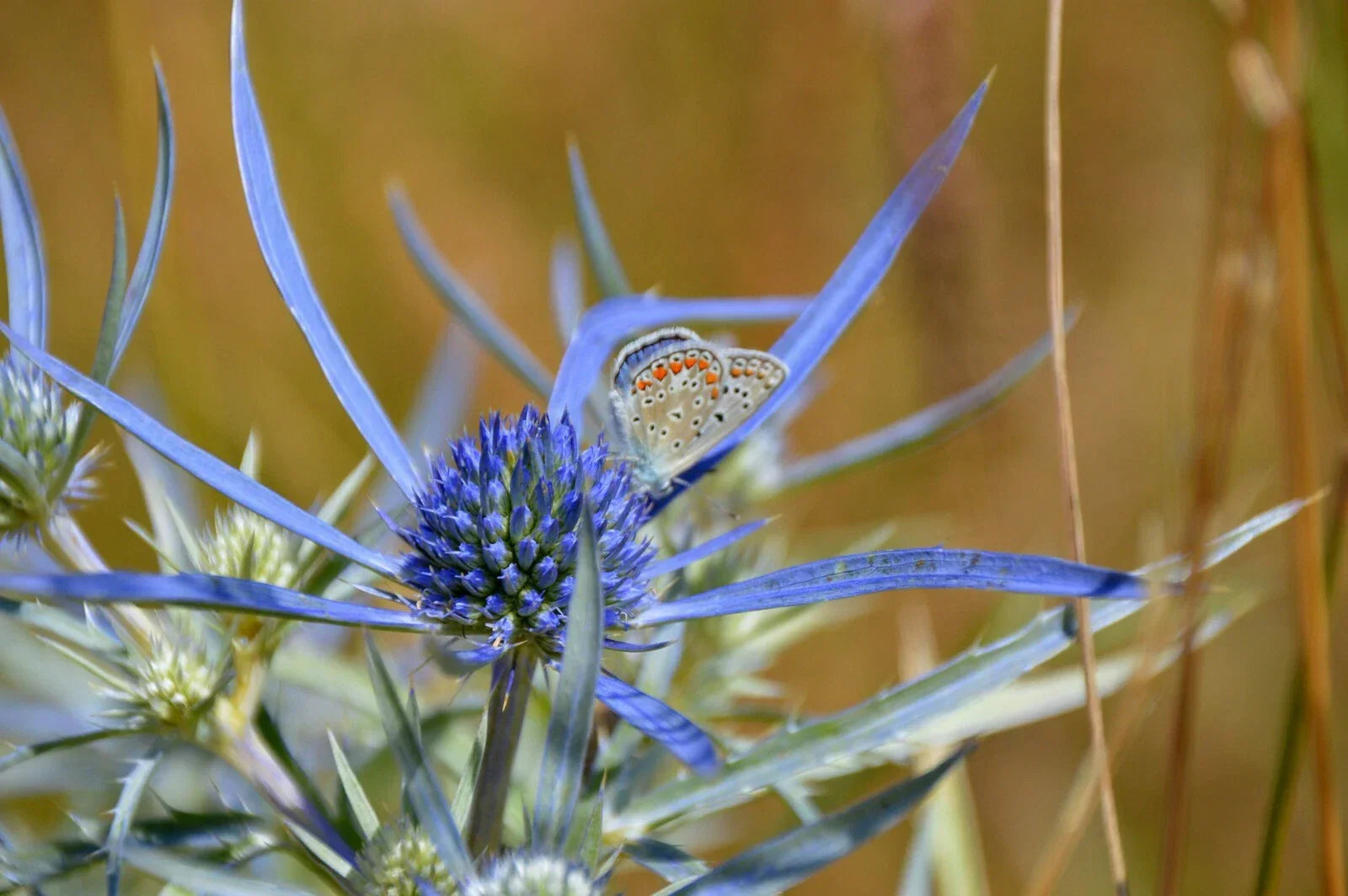 Blue Star Sea Holly Seeds – Eryngium Planum – Drought Tolerant Perennial Seeds for Gardens & Cut Flowers