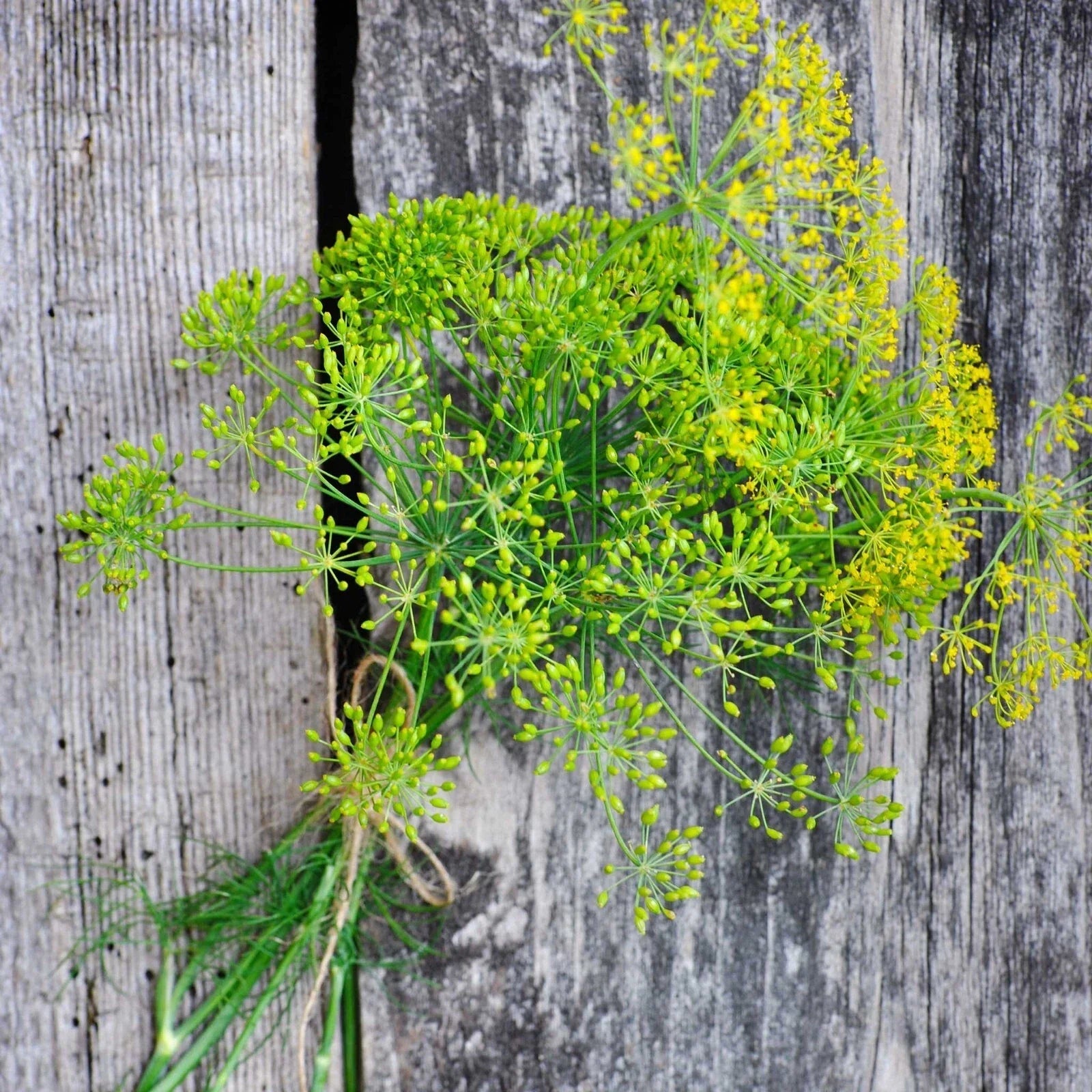 4000 Dill Seeds - Long Island Mammoth Non-GMO Heirloom Anethum graveolens for Culinary & Gardening