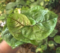 Syngonium 'Berry Allusion' Live Plant Cutting – Indoor Houseplant, Fast Rooted, Vibrant Heart-Shaped Leaves