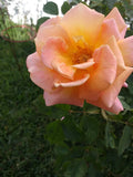Rose Cuttings 5 Pack Peace Pink Yellow Shrub Rosa 'Peace' Virus-Free Plants