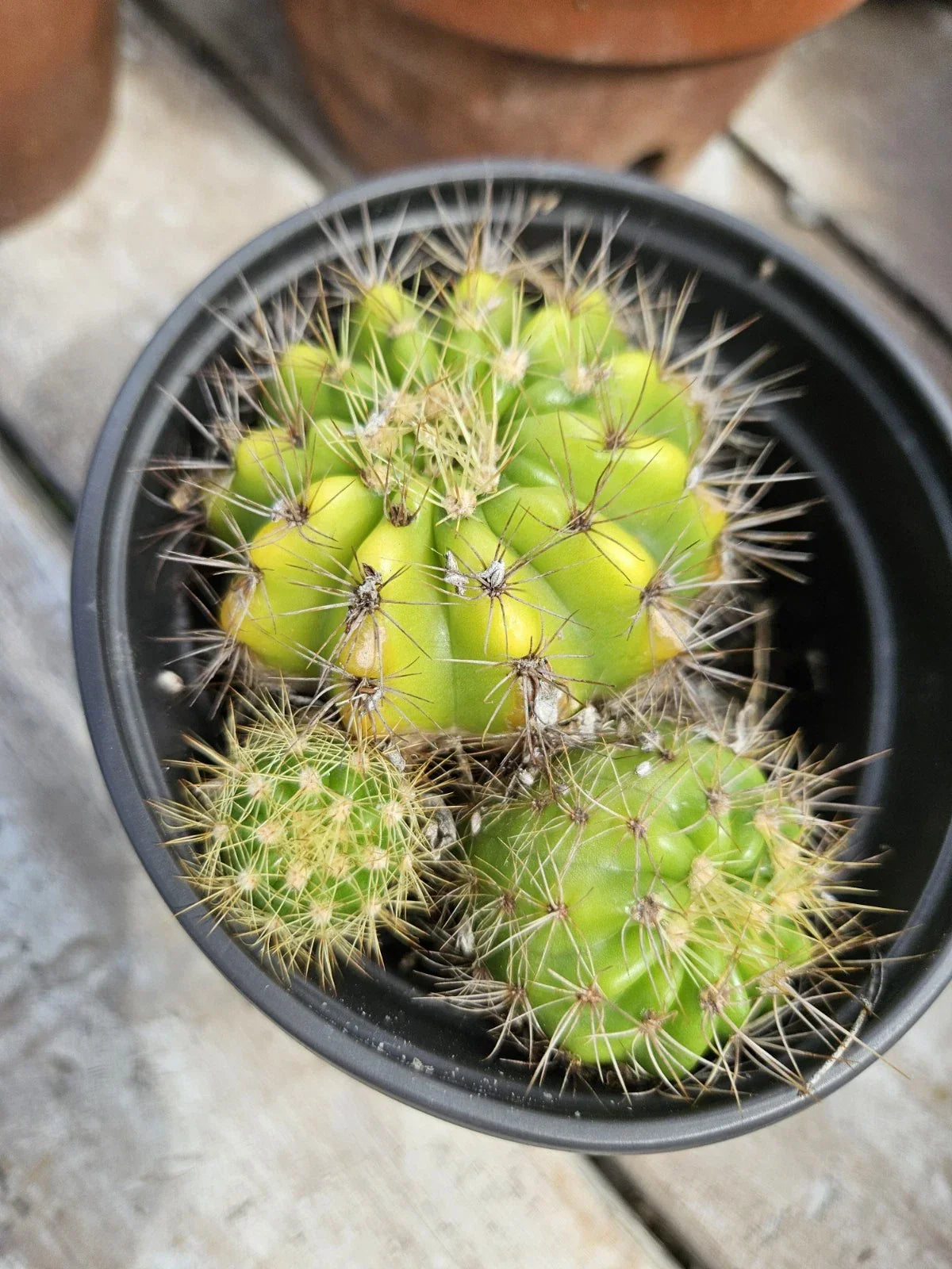 Echinopsis Cactus Cluster with Pups - Bare Root Succulent Plant