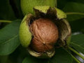 Black Walnut Tree Seeds - Organic Juglans nigra Seeds for Planting, Nut Tree, Heirloom, 3 Pack