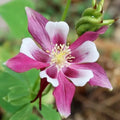 Columbine Seeds - Rose Star Perennial Pollinator Attractor - Aquilegia caerulea - Non-GMO, Part-Shade, Vibrant Blooms, 100 Seeds