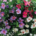 Hibiscus Syriacus Cuttings - 10 Unrooted Hardy Shrubs in Assorted Colors for Garden, Border, Hedges