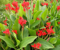 Red Dazzler Canna Lily Seeds - 20+ Vibrant Red Flowering Bulbs for Garden Planting - Canna Indica Seeds