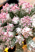 Rare Pink Euphorbia Mammillaris Variegata Plant - 5" Rooted Succulent with Pink and Green Foliage