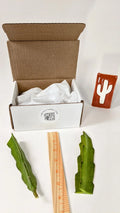 Dragon Fruit Cuttings - Red Flesh, Hylocereus Polyrhizus, 5-Inch Clones for Indoor & Outdoor Gardening