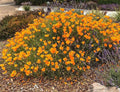 California Poppy Seeds - 5000 Pack, Drought Tolerant Native Wildflower, Eschscholzia californica, Vibrant Orange Bloom