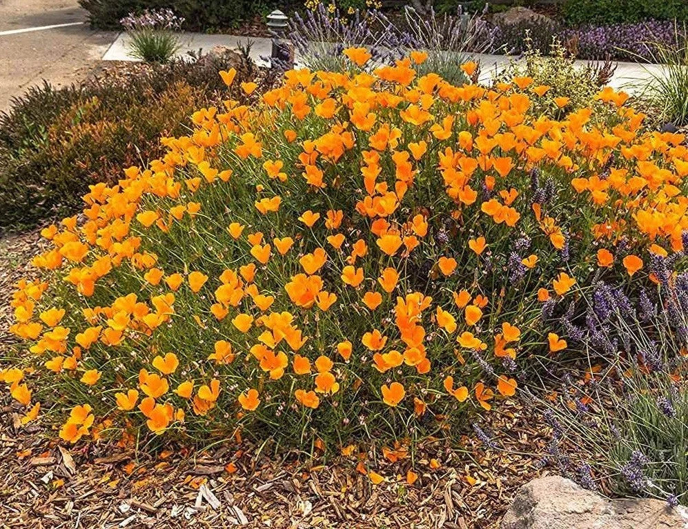 California Poppy Seeds - 5000 Pack, Drought Tolerant Native Wildflower, Eschscholzia californica, Vibrant Orange Bloom