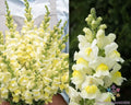 Snapdragon Seeds - 1000+ Orleans Early Lemon Yellow Antirrhinum majus for Borders, Containers, Cutting Gardens