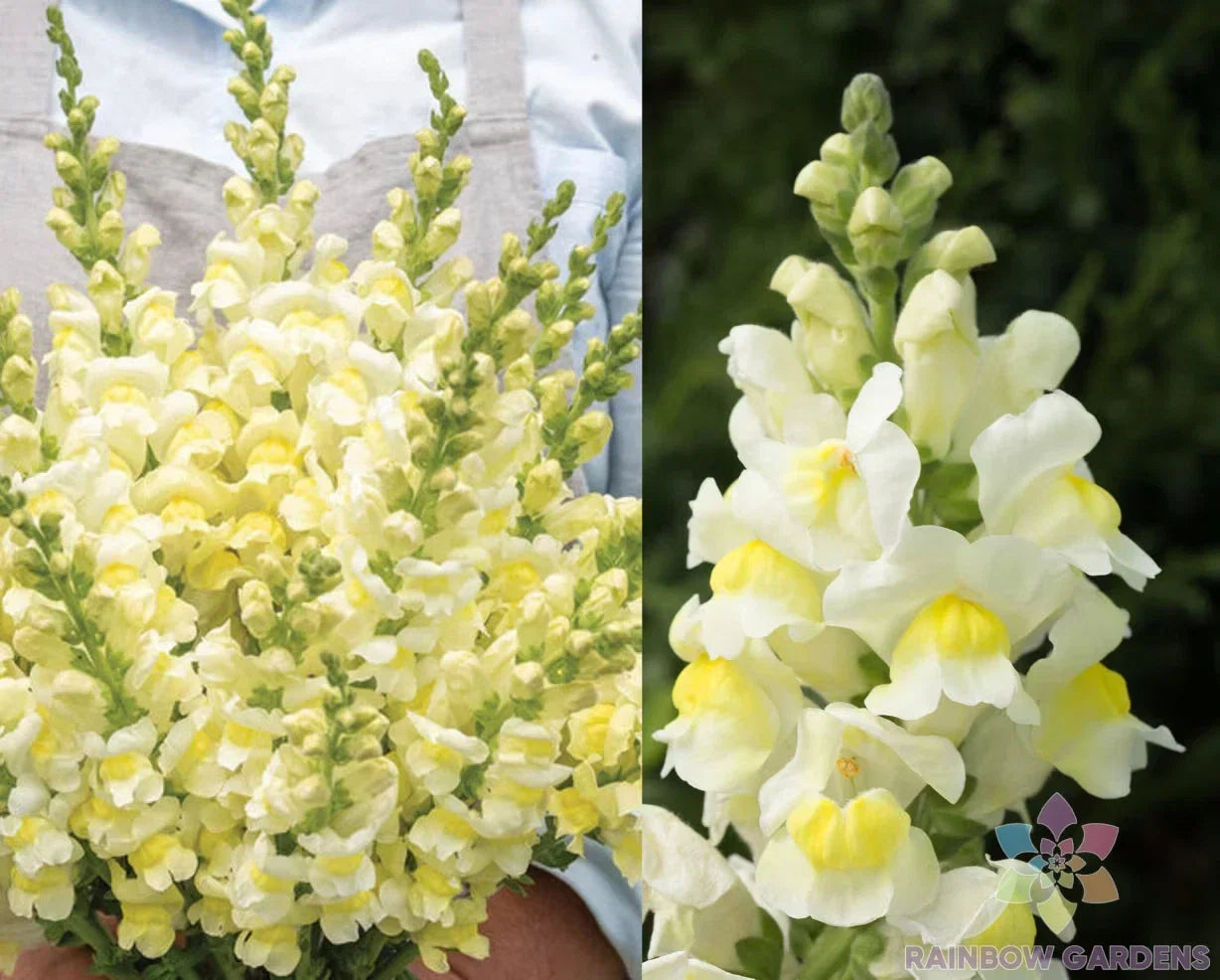 Snapdragon Seeds - 1000+ Orleans Early Lemon Yellow Antirrhinum majus for Borders, Containers, Cutting Gardens