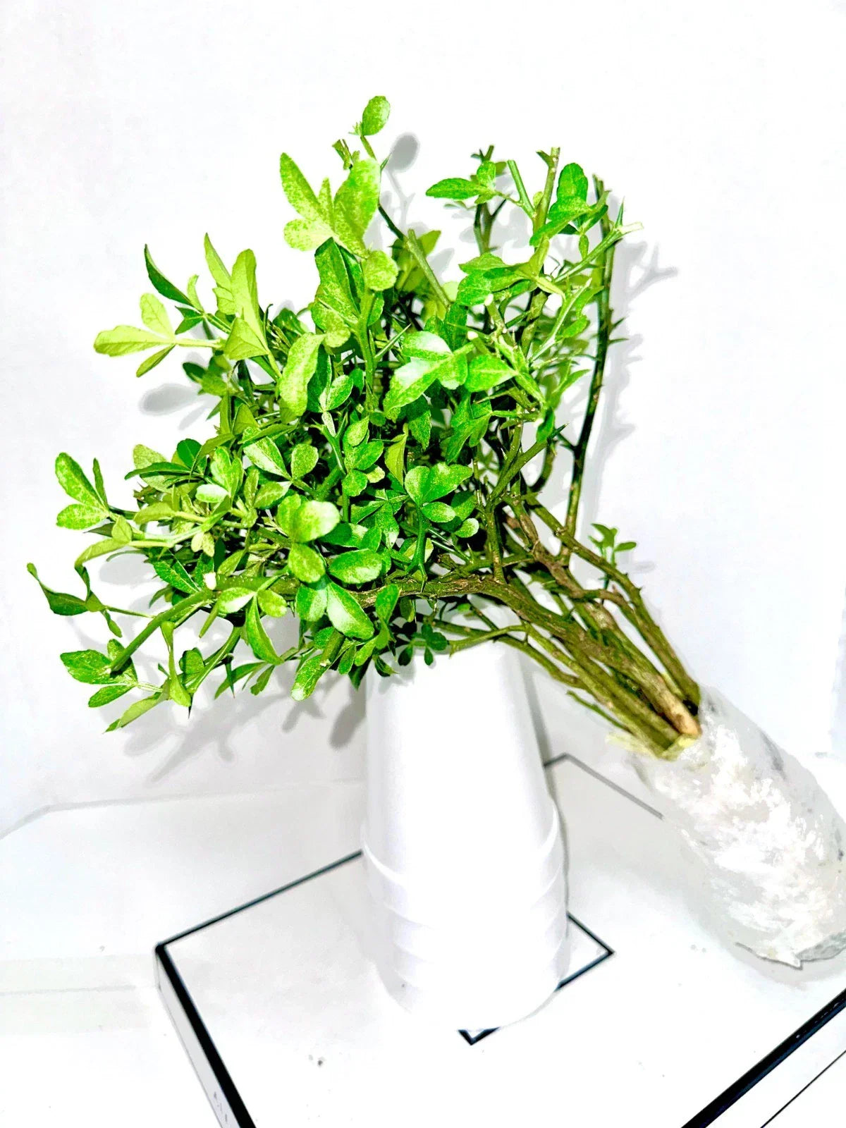 Cold Hardy Citrus Seedlings 10-Pack Bare Root Live Plants Citrus spp. for Garden or Pot