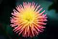 Cactus Dahlia Seeds - Mixed Color, Dahlia pinnata, 50+ Seeds for Garden, Border, Container, USA Grown