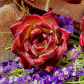 Live Echeveria Daredevil Succulent Bare Root Plant for Garden, Office, Wedding Favors, Drought-Tolerant Rosette