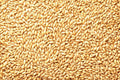 Barely Seeds | Whole Barley Seed for Juicing, Malt Brewing & Beer Making | Hordeum vulgare