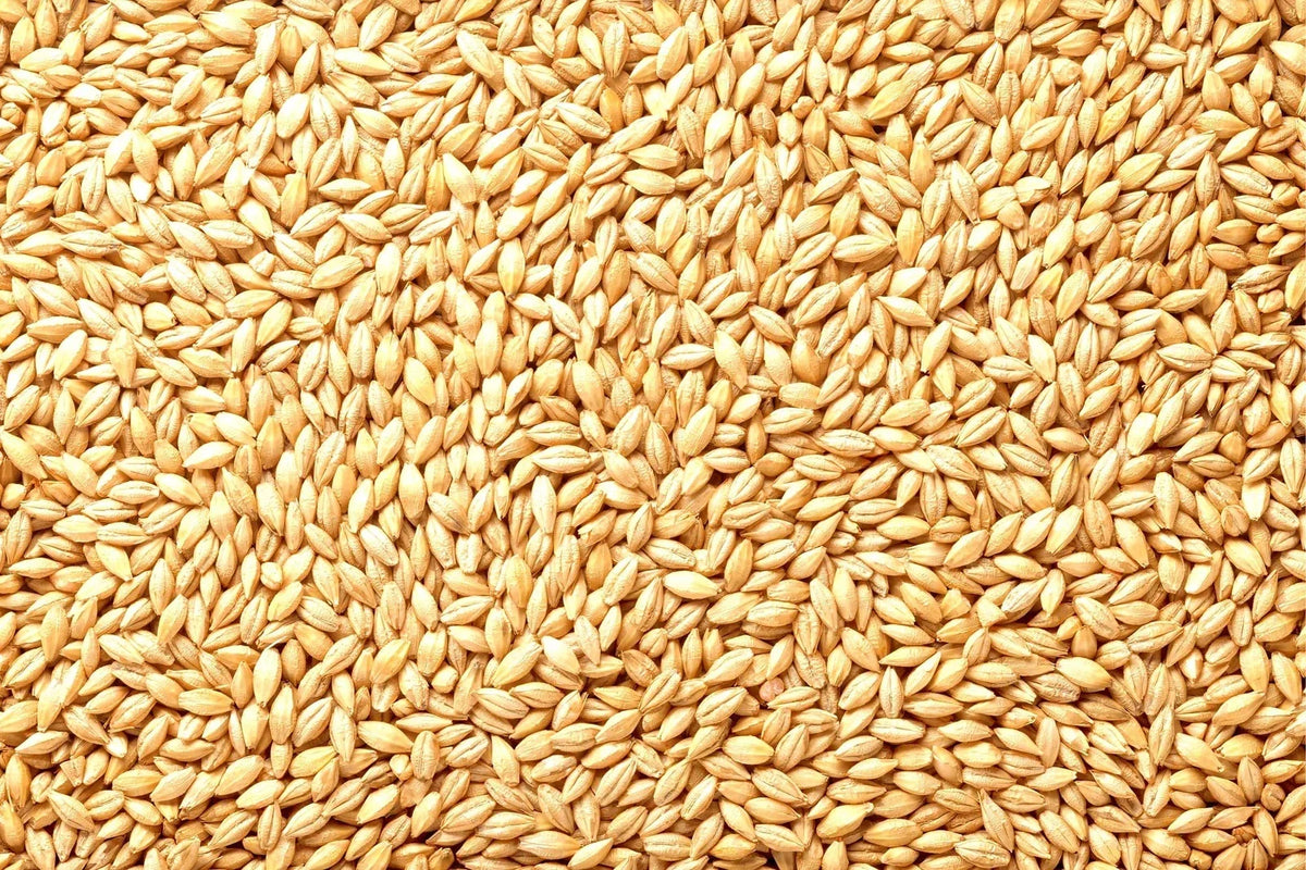 Barely Seeds | Whole Barley Seed for Juicing, Malt Brewing & Beer Making | Hordeum vulgare