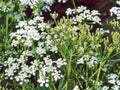 Caraway Herb Seeds - 20+ Seeds for Culinary & Gardening, Carum carvi, Edible Seeds, Easy to Grow