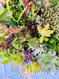 Organic Succulent Cuttings Assorted Variety – 20 Live Succulents with 2 Free for DIY Arrangements & Garden