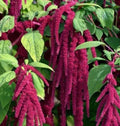 Love Lies Bleeding Seeds - Amaranthus caudatus Annual Flower Pack of 2000+ for Garden, Borders, Cut Flowers
