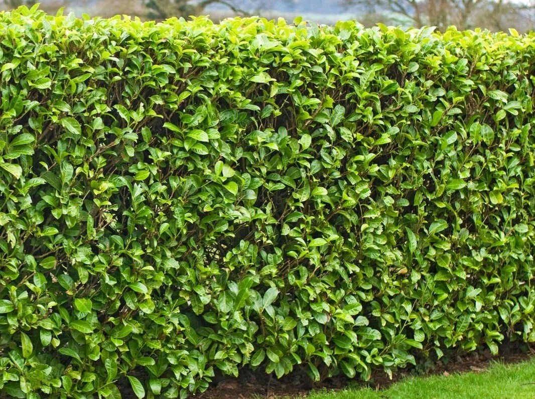 25 Fresh Cuttings Carolina Cherry Laurel 6-8" for Rooting Shrubs & Hedges
