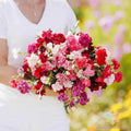 Carnation Seeds Mix - Enfant de Nice Colorful Garden Variety - Dianthus caryophyllus - 200+ Seeds for Flowers & Borders