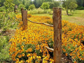 Black Eyed Susan Flower Seeds - 2000+ Rudbeckia hirta Perennial Wildflower