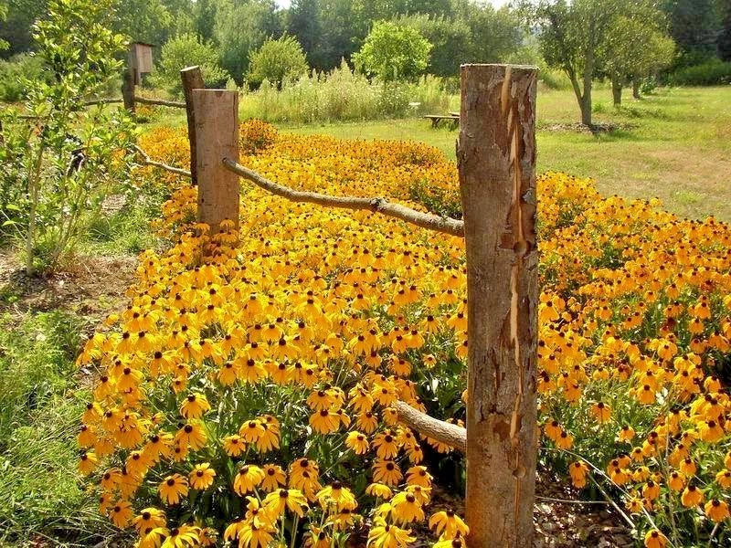 Black Eyed Susan Flower Seeds - 2000+ Rudbeckia hirta Perennial Wildflower