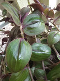 Rare Wandering Jewel Plant - 4" Pot, Purple Plush, Tradescantia Zebrina Mollipila, Trailing Vine, Indoor/Outdoor Foliage
