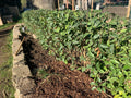 Privet Hedge Live Plants 5-Pack | Ligustrum spp. for Privacy Screen | Fast-Growing Shrubs in Pots