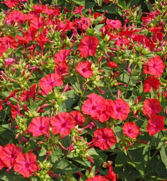 Four O’Clock Seeds - Hummingbird Red Variety, Mirabilis jalapa, Non-GMO, Night Blooming Flowers, 25 Seeds