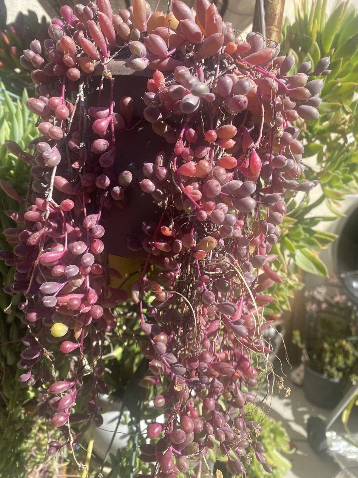 10 Healthy Othonna Capensis Ruby Necklace Cuttings | Organic Succulent Plants