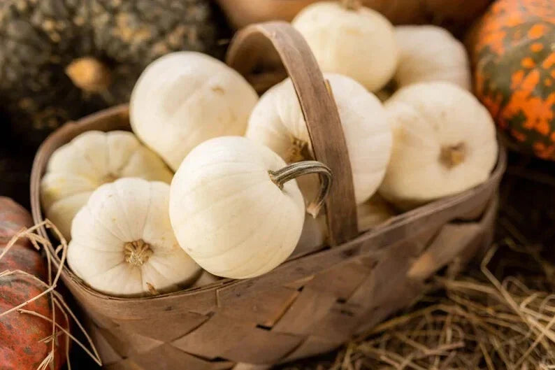 Organic Baby Boo Pumpkin Seeds - Heirloom Cucurbita pepo, Mini White Pumpkins, 10 Pack, USA Grown, Perfect for Fall Decor & Cooking