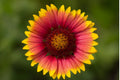 Indian Blanket Flower Seeds - Perennial Wildflower Gaillardia pulchella - Native North American Pollinator Attracting Seeds