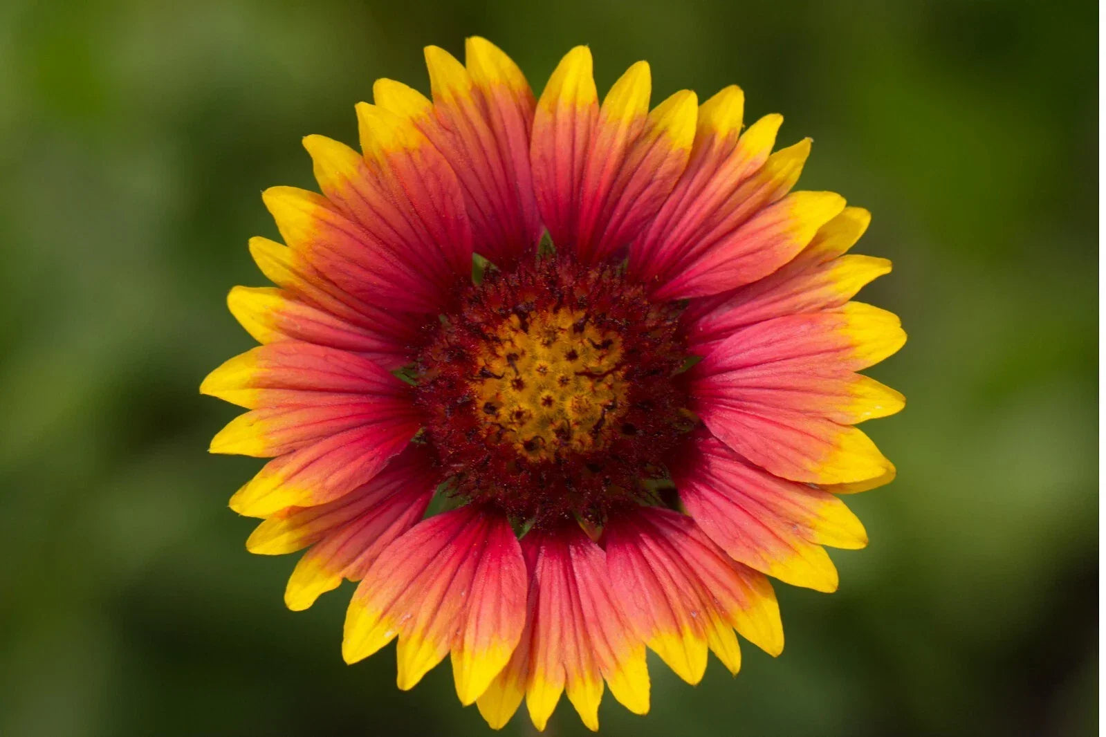 Indian Blanket Flower Seeds - Perennial Wildflower Gaillardia pulchella - Native North American Pollinator Attracting Seeds