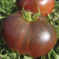 Black Brandywine Tomato Seeds - Indeterminate Heirloom Vegetable Seeds, Solanum lycopersicum, Gourmet Dark Tomato Seeds, 50+