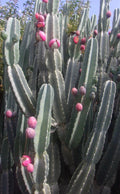 Night Blooming Cactus Cutting 24 Inches Long - Fresh Hylocereus undatus